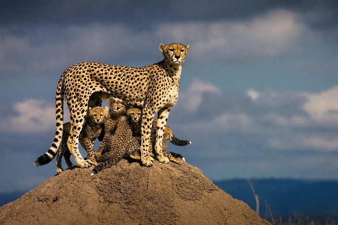 10-Days Kenya Wildlife Private Safari and Mombasa Diani Beach Holidays - What the $5,495 price means