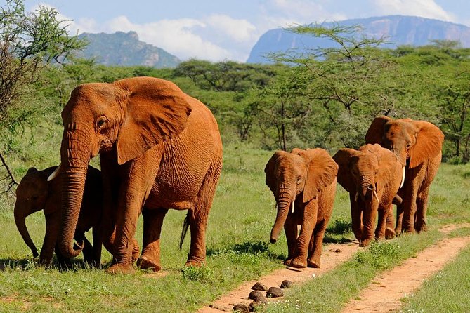 10-Days Kenya Wildlife Private Safari and Mombasa Diani Beach Holidays - The guide can shape the whole safari