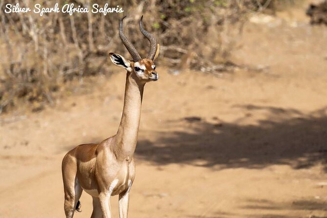 11-Day Serengeti, Maasai Mara, Tarangire, Amboseli Park - Days 8 and 9: Two Full Days in the Serengeti