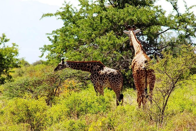 11-Days Best of Kenya & Tanzania Big 5 Safari on a 4x4 Jeep - Days 4 and 5: two different looks at Maasai Mara