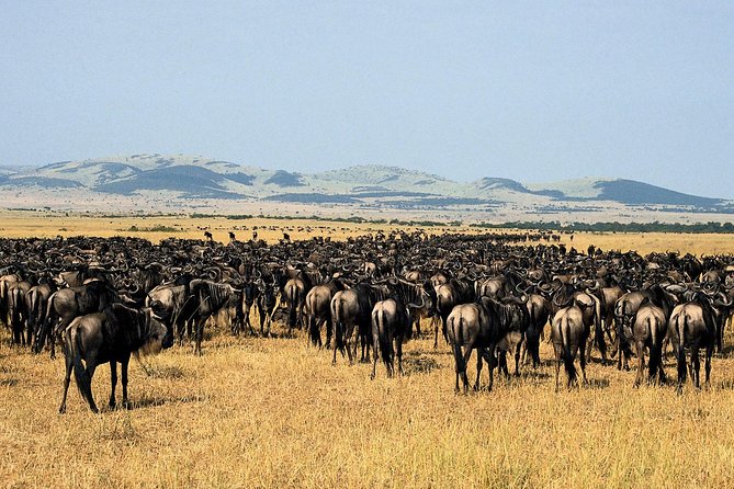 11-Days Best of Kenya & Tanzania Big 5 Safari on a 4x4 Jeep - Days 7 and 8: open plains and a crater rim