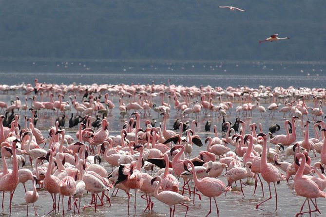 11-Days Best of Kenya & Tanzania Big 5 Safari on a 4x4 Jeep - Day 9: Ngorongoro Crater, then Lake Manyara