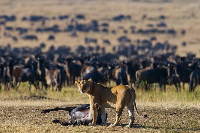 11 Days Guided Group Safari in Kenya And Tanzania - Key points to know before booking