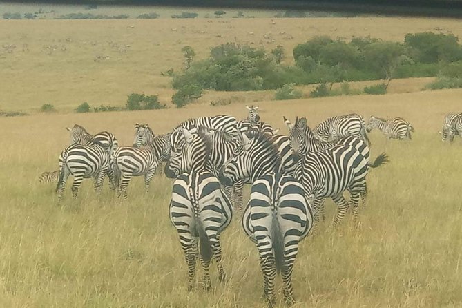 11 Days Guided Group Safari in Kenya And Tanzania - Maasai Mara: two days among Kenya’s big animals
