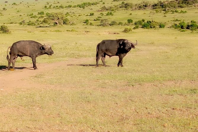 11 Days Guided Group Safari in Kenya And Tanzania - Amboseli delivers the classic Kilimanjaro view