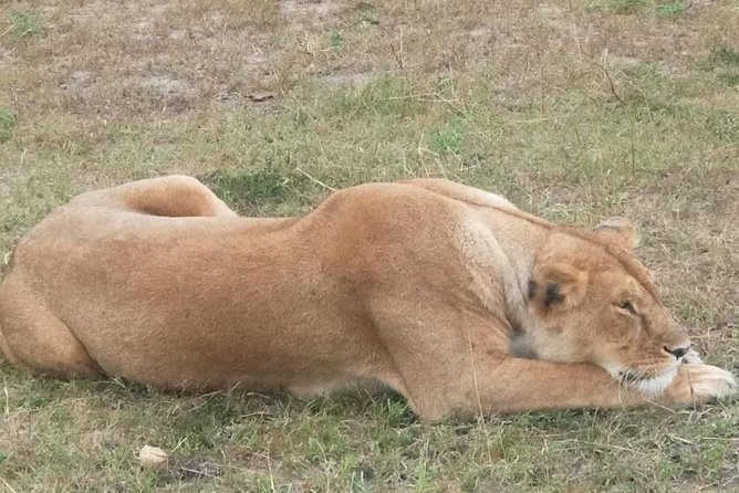 11 Days Guided Group Safari in Kenya And Tanzania - Crossing from Kenya to Tanzania takes most of a day