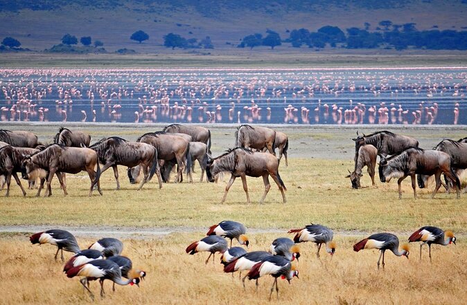 11 Days Guided Group Safari in Kenya And Tanzania - Lake Manyara changes the scenery again