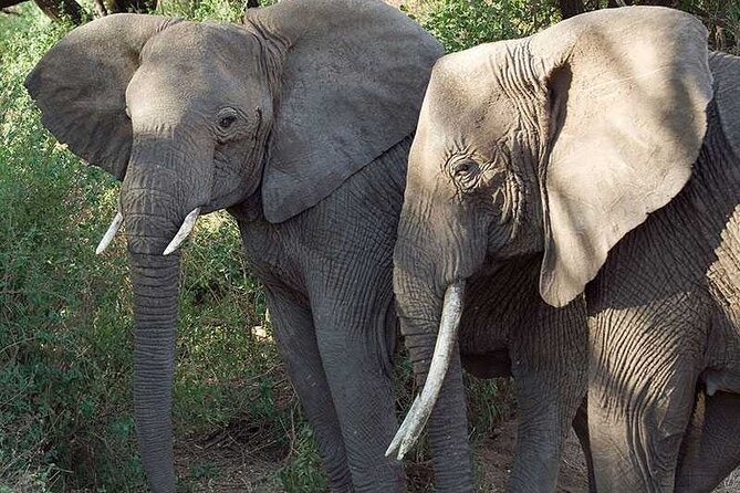 11 Days Guided Group Safari in Kenya And Tanzania - Olduvai Gorge and Serengeti on the same route