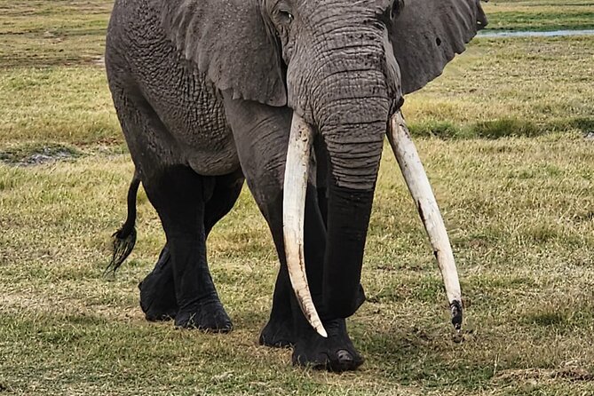 11 Days Private Tour to Explore Amboseli and Samburu - Day 2: Leopards, elephants, and kudu in Samburu
