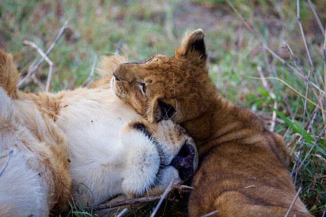 11 Days Private Tour to Explore Amboseli and Samburu - Day 3: The equator, Lake Naivasha, and an optional boat ride