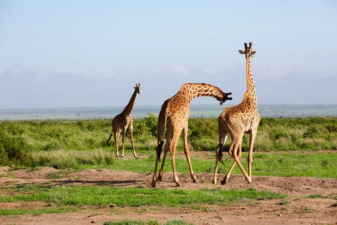 11 Days Private Tour to Explore Amboseli and Samburu - Day 5: A full day in the Maasai Mara