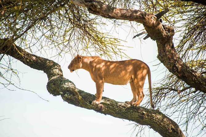 12 Days Best Of Kenya and Tanzania Safari - Luxury - Days 3 to 5: Three useful nights in Maasai Mara
