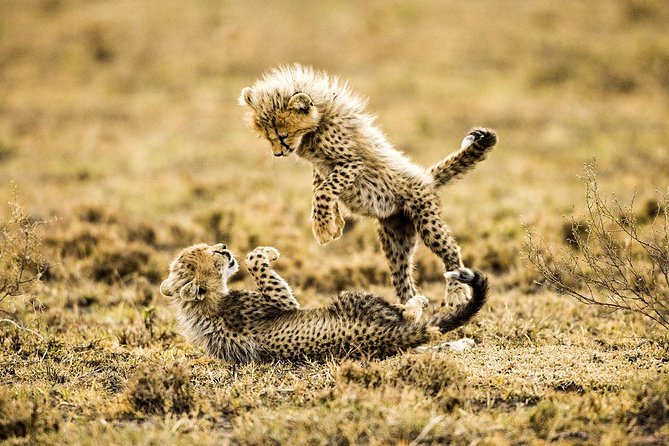 12 Days Best Of Kenya and Tanzania Safari - Luxury - Day 6: Crossing from Kenya into Tanzania
