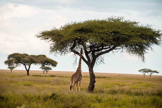 12 Days Best Of Kenya and Tanzania Safari - Luxury - Days 7 and 8: The wide-open Serengeti