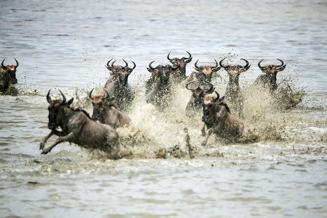 12 Days Best Of Kenya and Tanzania Safari - Luxury - Days 10 and 11: Returning to Kenya for Amboseli