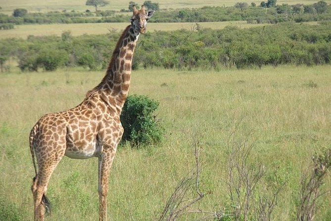 12 Days Kenya and Tanzania Budget Private Safari from Nairobi - Days 8 and 9: Ngorongoro Crater from rim to floor