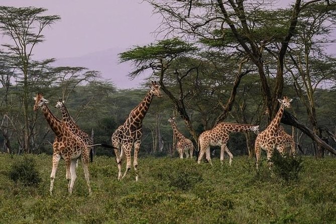 12 Days Kenya & Tanzania Safari Private Lodge Safari from Nairobi - A big-game route from Nairobi to the Serengeti