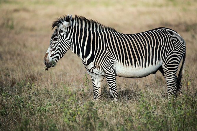 12 Days Kenya Tanzania wildlife Joining Tour - Tarangire puts elephants among baobabs