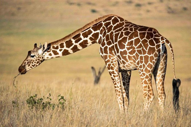 12 Days Kenya Tanzania wildlife Joining Tour - Ngorongoro Crater is the grand finale