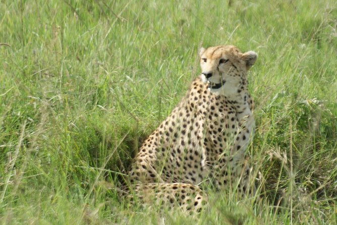 12 Days Samburu Ol-pejeta lake Nakuru Masai Mara lake Naivasha Amboseli safari - A big Kenya route for one safari price