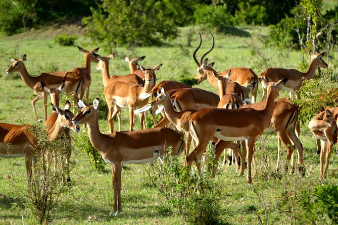 12 Days Samburu Ol-pejeta lake Nakuru Masai Mara lake Naivasha Amboseli safari - Days 6 and 7: Two days on the Maasai Mara plains