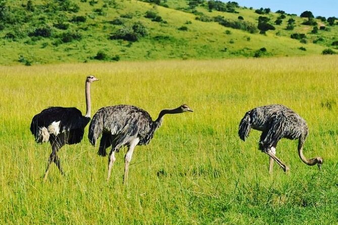 12 Days Samburu Ol-pejeta lake Nakuru Masai Mara lake Naivasha Amboseli safari - Day 9: Walking around Green Crater Lake