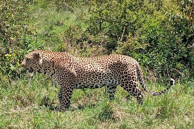 12 Days Samburu Ol-pejeta lake Nakuru Masai Mara lake Naivasha Amboseli safari - Days 2 and 3: Samburu and Kenya’s unusual northern wildlife