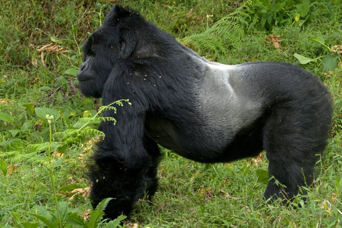 12 Days wildebeest migration Masai Mara Nakuru Uganda gorilla trekking safari - Days 1 to 3: Nairobi to the Maasai Mara