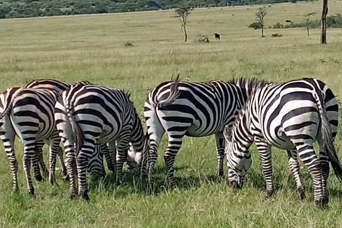 12 Days wildebeest migration Masai Mara Nakuru Uganda gorilla trekking safari - Day 6: Crossing into Uganda and reaching Jinja