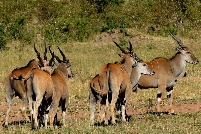 12 Days wildebeest migration Masai Mara Nakuru Uganda gorilla trekking safari - Day 10: Returning to Jinja