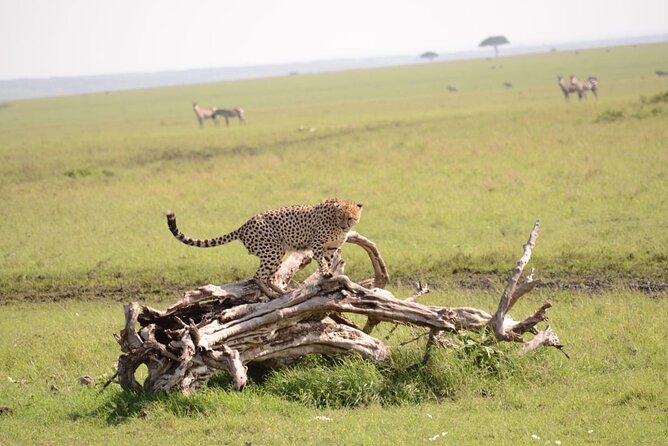 13-Day Private Wildlife Safari Tour of Kenya and Tanzania - A big wildlife route with very little wasted space