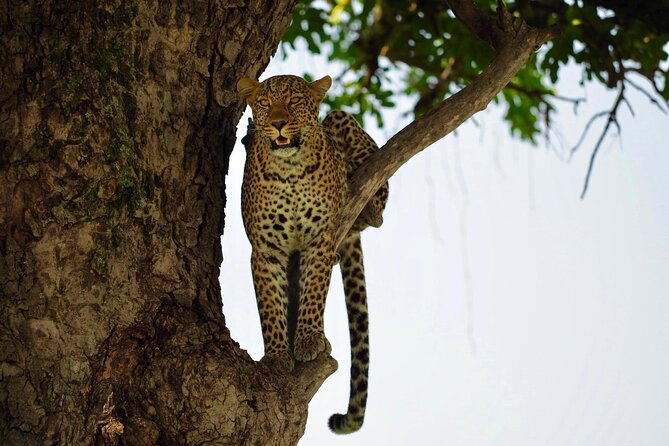 13-Day Private Wildlife Safari Tour of Kenya and Tanzania - Serengeti: vast country and long game drives