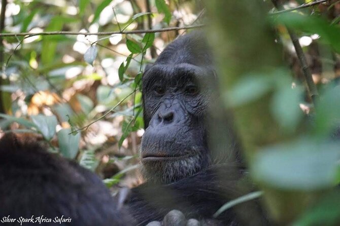 13-Day Uganda Mgahinga Gorilla Trek, Maasai Amboseli Park - Five things to know before booking