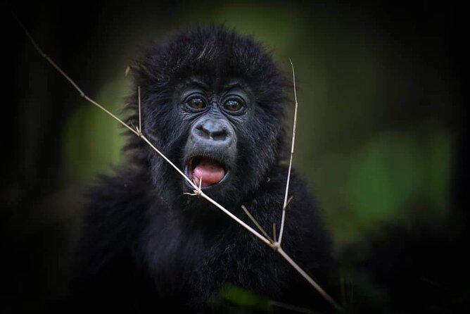 13-Day Uganda Mgahinga Gorilla Trek, Maasai Amboseli Park - Nairobi begins with giraffes and a famous dinner