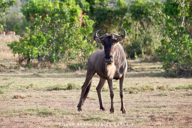 13-Day Uganda Mgahinga Gorilla Trek, Maasai Amboseli Park - Lake Nakuru adds rhinos, birds, and the Rift Valley