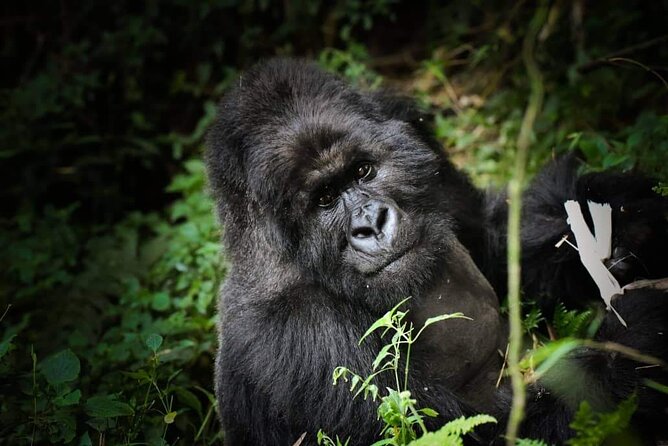 13-Day Uganda Mgahinga Gorilla Trek, Maasai Amboseli Park - Two days in Maasai Mara deliver the classic safari