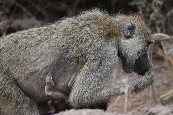 13 Days Best of Kenya and Tanzania BudgetSafari - Lake Nakuru adds rhinos and birdlife