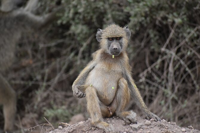 13 Days Best of Kenya and Tanzania BudgetSafari - Amboseli, elephants, and a possible Kilimanjaro view