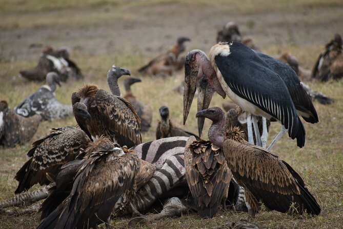 13 Days Best of Kenya and Tanzania BudgetSafari - Lake Manyara begins the Tanzanian safari