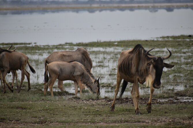 13 Days Best of Kenya and Tanzania BudgetSafari - Ngorongoro Crater makes a concentrated wildlife day