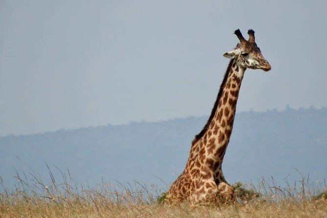 14-Day Serengeti Maasai Mara Amboseli Tarangire Zanzibar - A grand East African route, with plenty of road between the parks