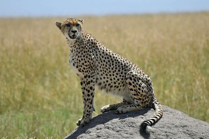 14-Day Serengeti Maasai Mara Amboseli Tarangire Zanzibar - Days 8 and 9: Two full looks at the Serengeti