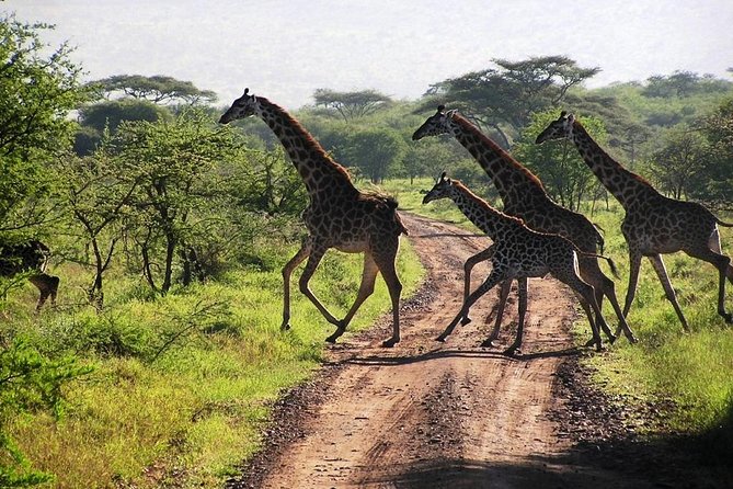 14-Days Kenya and Tanzania Camping Safari from Nairobi - Days 11 and 12: Serengeti sunrise and Ngorongoro Crater