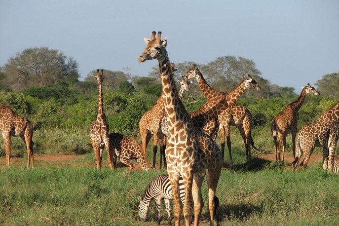 14-Days Kenya and Tanzania Camping Safari from Nairobi - Meals, vehicles, and daily comfort