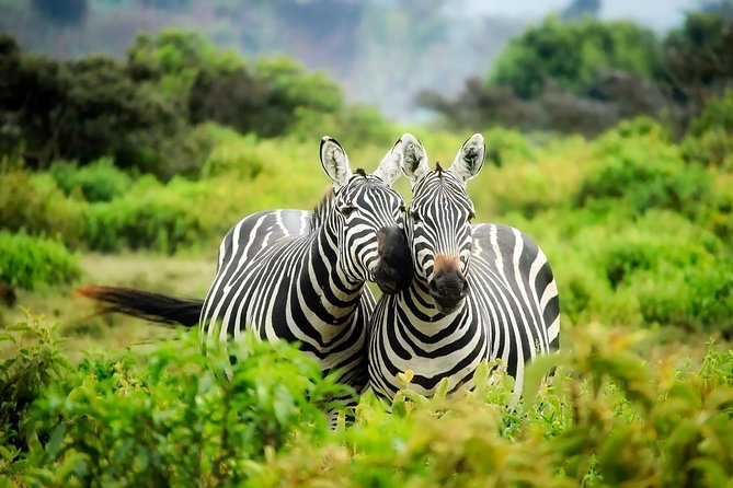 15 Days Classic Kenya & Tanzania + Zanzibar Beach Holiday - Three nights in the Maasai Mara