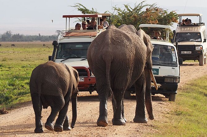 2-Day all inclusive safari to Amboseli National park from Nairobi - The 4 pm game drive and evening light