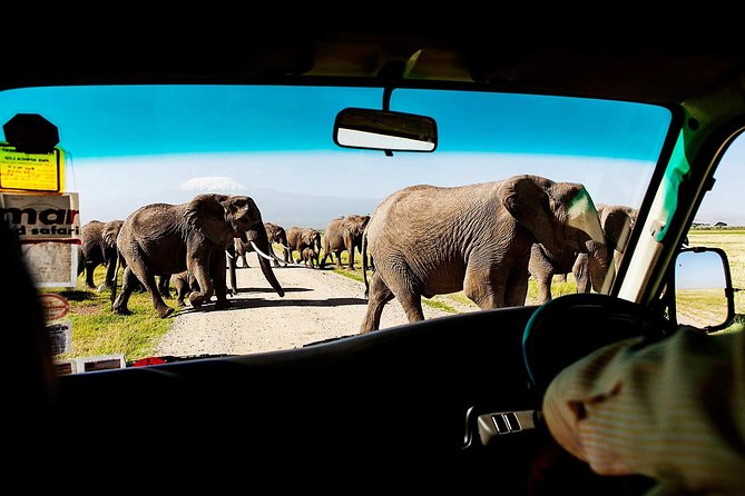 2-Day Amboseli National Park Safari- Daily Departures - Why Amboseli makes a strong two-day safari