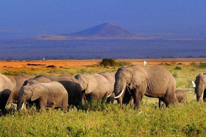 2-Day Amboseli National Park Safari- Daily Departures - Reaching Amboseli around midday