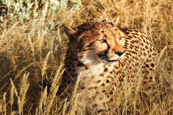 2-Day Private Tour in Masai Mara with Pick Up - Key points at a glance