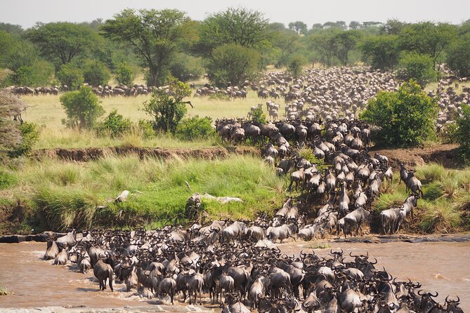 2-Day Private Tour in Masai Mara with Pick Up - Leaving Nairobi before sunrise